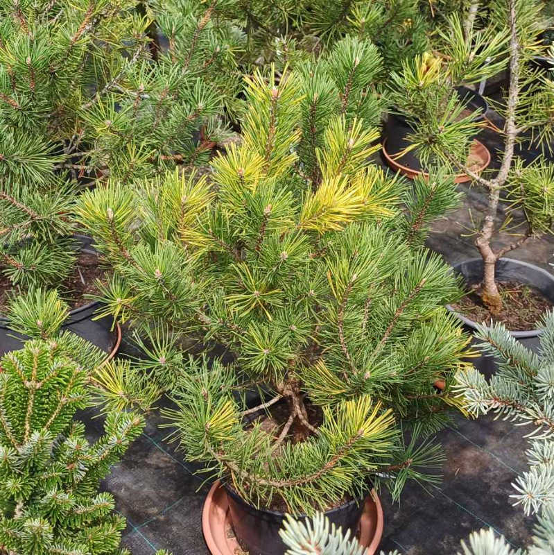 Pinus sylvestris Šmelcovna Variegata - nižší strom