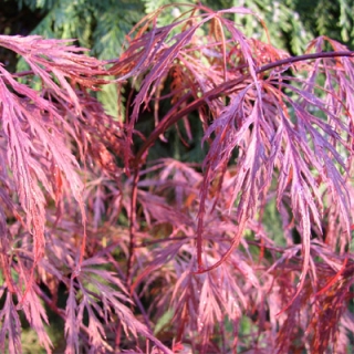 Fagus sylvatica cena